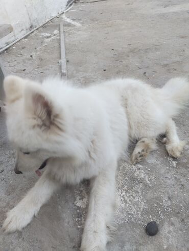Samoyed, 1 ay, Dişi