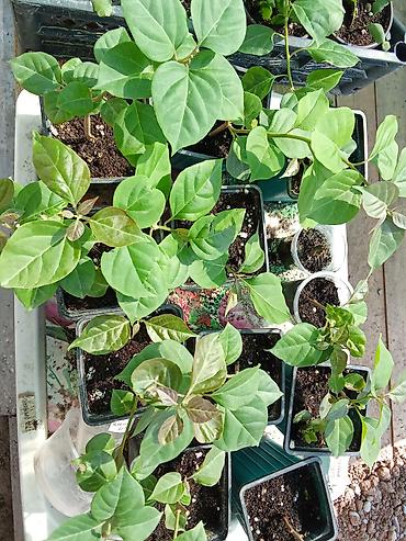 цветы комнатне: Бугенвиллея и молочай Миля (Euphorbia milii) — комнатные/балконные — 5