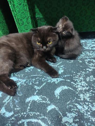 шотландский мышык: Черные шотландские котята (вислоухие) .4котёнка осталось с короткой — 1