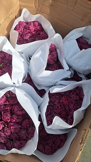 Тюльпан: Тюльпаны оптом и в розницу !!! Можно букет заказать цены самые — 9