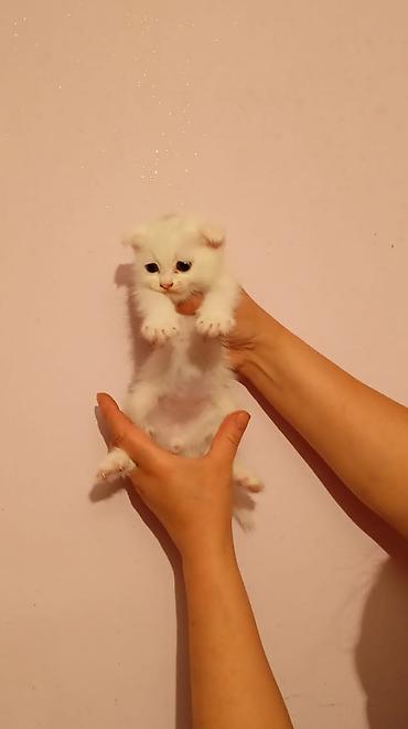 Pişiklər: Şinşilla — 13