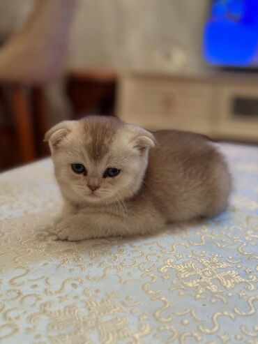 Pişiklər: Şotland yastı qulaq, Erkək, Dişi, Yaxşı əllərə, Ünvandan götürmə, Pulsuz çatdırılma, Ödənişli çatdırılma — 134