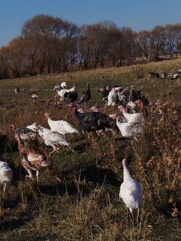 бээ кобыла байтал: Продаю | Индюк (самец) | Для разведения | Племенные