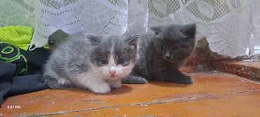бенгалы котята: Милые котята ждут свои семьи