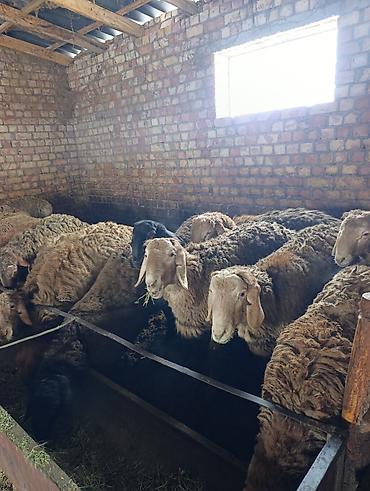 Баран, овца: Продаю | Баран (самец) | Арашан | Для разведения | Племенные — 3