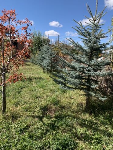 двухъярусный кровать бу: Ели голубые (Picea pungens ‘Glauca’) для озеленения. - Декоративные