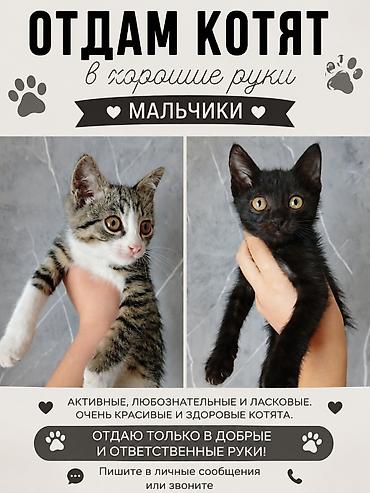 1 800 kgs котяты: Кошка даром: Беспородная, Мальчик — 1