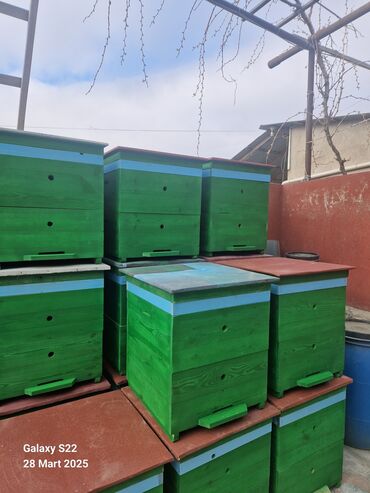 Arı yeşikləri: Ari Yenşikləri satilir 2mərtəbə 10ramka 23sm 90azn 1mərtəbə 60azn — 2