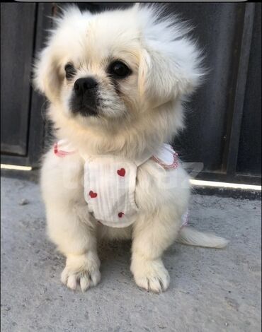 магазин собак в баку: Pekines, 4 ay, Dişi, Peyvəndli