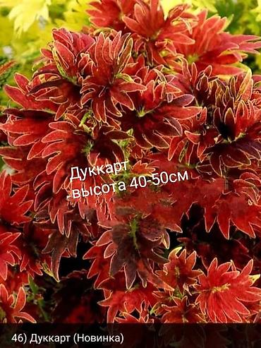 Алоказии: Открыта продажа сортовых КОЛЕУСОВ. цена за срез 100 сом.В коллекции — 6