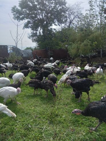 Hinduşka: Məhsul: Təbii şəraitdə bəslənən hinduşkalar Təsvir: - Açıq otlaqda — 6