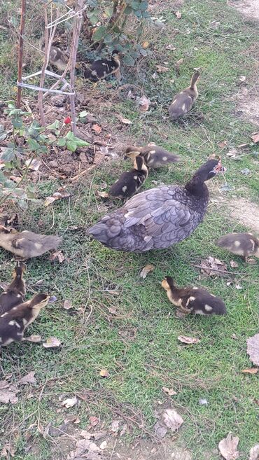 Ördəklər: Dişi, | Macar, Damazlıq, Pulsuz çatdırılma — 6