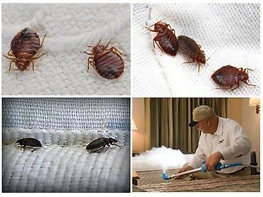 Дезинфекция, дезинсекция: Дезинфекция, дезинсекция, | Клопы, | Дома, Кафе, магазины, Квартиры — 13