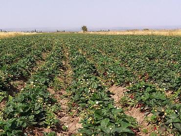 Другие специальности: Жумушчулар керек ; жумуш дыйканчылык,Клубника,малина — 9