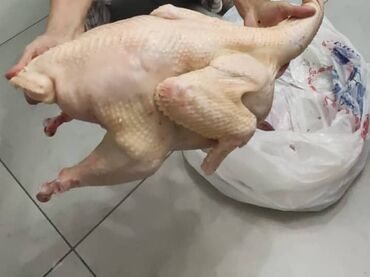 продаю индюк: Индюктор сатылат свежий даярдап беребиз тушаны кг 500 сомдон домашний