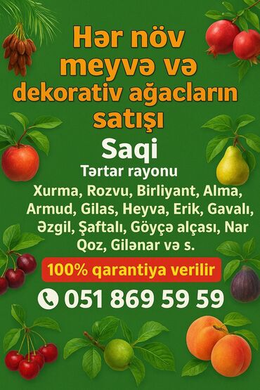 методическое пособие по русскому языку 2 класс: Məhsul: Meyvə və dekorativ ağac tingləri Təsvir: - Tərtər rayonu