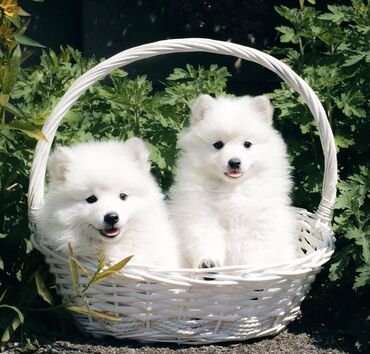 Собаки: Чистокровные, милейшие щенки японского шпица, 4 мальчика 5 месяцев от