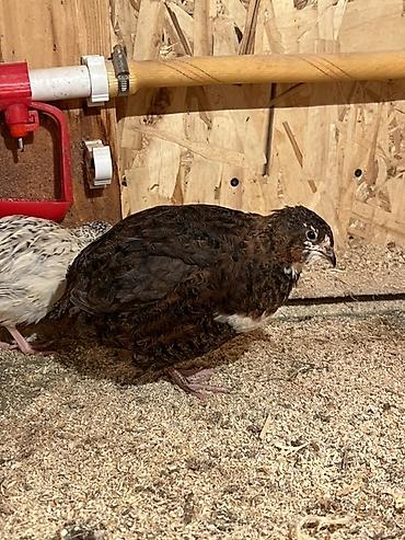 Другие с/х животные: Перепела разных окрасов для домашнего хозяйства Перепелки живые: 2х — 8