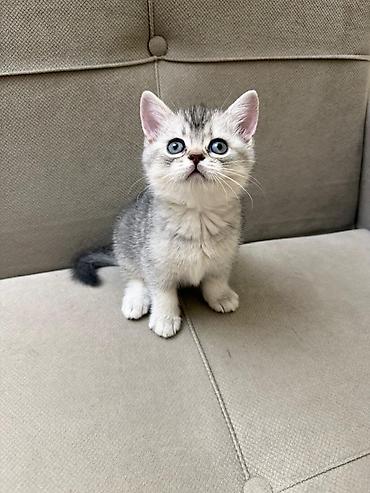 Pişiklər: Tabbi, Erkək, Yaxşı əllərə, Ünvandan götürmə — 10