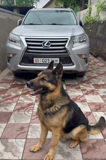 эркек ит: Вязка европеец Авчар 5 лет — 1