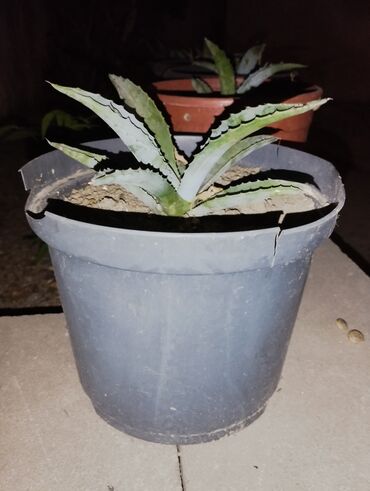 Otaq bitkiləri: Bu kaktus 🌵 bitkisidir. Qabda əkilib və evdə və ya ofisdə dekorativ