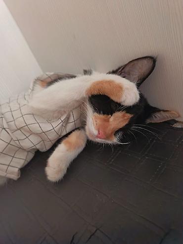Отдам даром кошку: Кошка даром: Беспородная, Девочка — 3