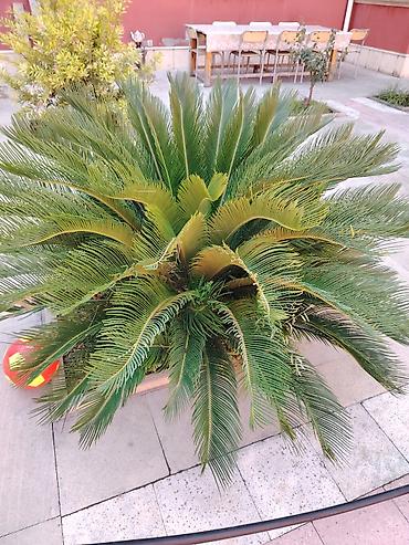 xurma: Bitki: Cycas revoluta (Saqo xurması, Sago Palm) - Növ: Həmişəyaşıl — 3