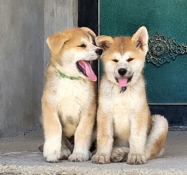 jenşen dermani: Akita-inu, 3 ay, Erkek