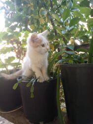 Pişiklər: Britan, Dişi, Yaxşı əllərə, Ünvandan götürmə, Pulsuz çatdırılma, Ödənişli çatdırılma -da lalafo.az — 7 Pişiklər: Britan, Dişi, Yaxşı əllərə, Ünvandan götürmə, Pulsuz çatdırılma, Ödənişli çatdırılma — 7