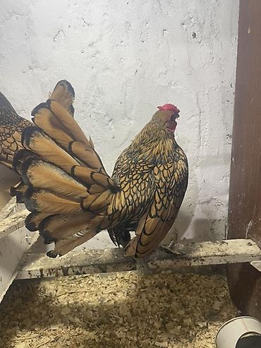 Toyuq, Damazlıq lalafo.az -da Toyuq, Damazlıq
