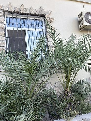 palma agaci satilir: Evin dibin bitdiyi üçün təcili satılır ciddi alıcıya endirimdə — 4