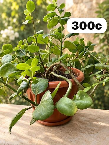цветы домаш: Комнатные растения в горшках 1) Каланхоэ перистое (Kalanchoe — 1