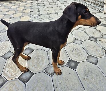ev itləri satışı: Doberman, 5 ay, Erkək, Peyvəndli, Ünvandan götürmə — 3