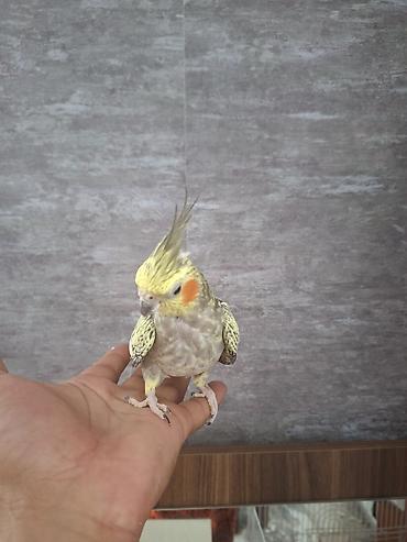 korella satışı: Nimfa (Cockatiel) cütlüyü – əl öyrəşmiş, sakit xasiyyətli, insanla — 6
