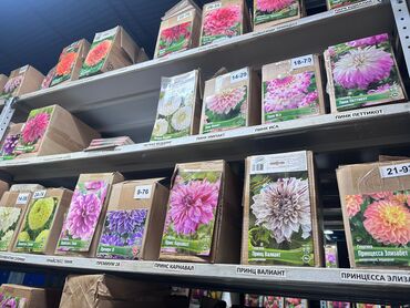 Садовые цветы и кустарники: Луковицы цветка: Лилейники — 18