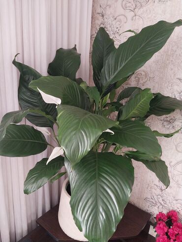 где купить цветы оптом дешево: Все цветы в наличии