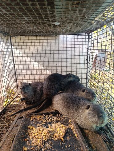 оборудование для корма: Продаются нутрии! мальчики и девочки живой вес 1 кг 400 сомможно