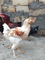 Digər quşlar: 6 eded 3 ayliq amroks cinsi(3 fere 3 xoruz)6 ededi 65azn. 8 eded 5 — 6