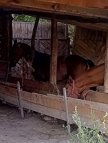 хомяки бишкек: Сатам | Бээ (ургаачы) | Дончак, Аргын — 1