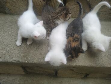qırğı quşu: Biri 5 manat