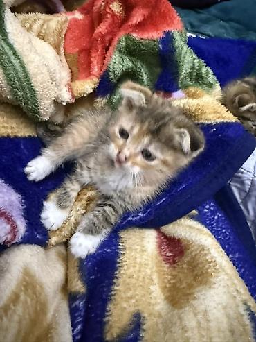 котята токмак: Беспородная, 1 месяц, Мальчик, Приучена к лотку — 1