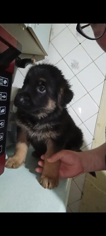 Продажа собак: Немецкая овчарка, 1 месяц, Самка — 4