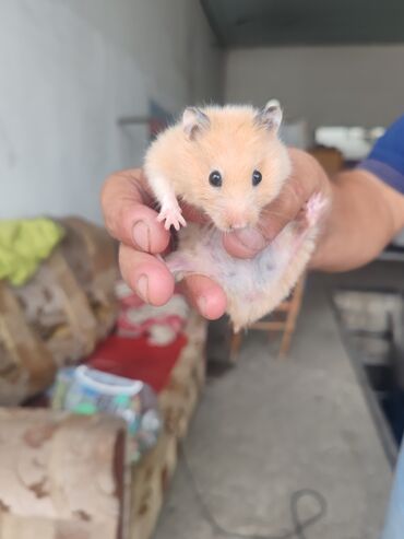 erkək quzular: Erkey Dişi Hamsterlər Tam sağlam