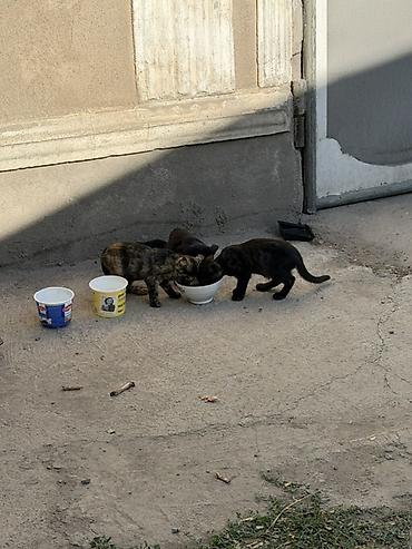 scotish fold: Котята окраса: черный, дымчатый, черепаховый. Возраст примерно 2 — 2