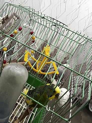 Qəfəslər: Salam Şəkillərdəki kimi tam komplekt: qəfəs + 2 yemlik + su qabı + 2 — 7