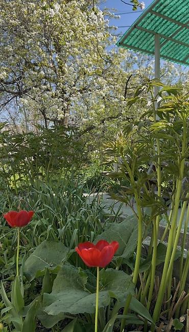 Продажа дач: Продается дача с мансардой и подвалом в с.Байтик Отличная локация, в — 9