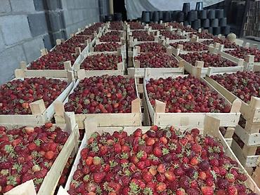 Малина: Малина Платная доставка — 21