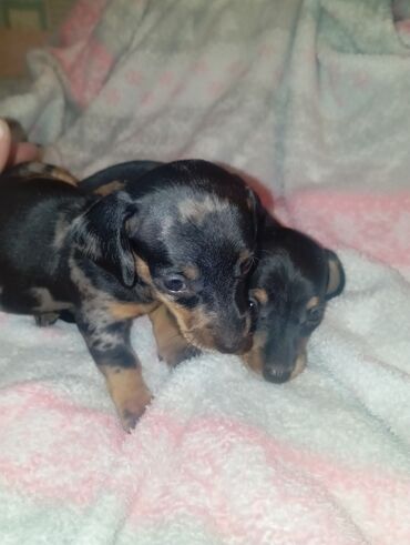 Продажа собак: Такса, 1 месяц, Самка — 1