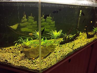 akvarium balaca: Böyük həcmli akvarium və alt dolabı - Şüşə akvarium: üç tərəfi — 5
