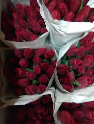 Букеты из живых цветов: Цветы Голландские Тюльпаны Оптом! Тюльпаны вместе с луковицами — 3